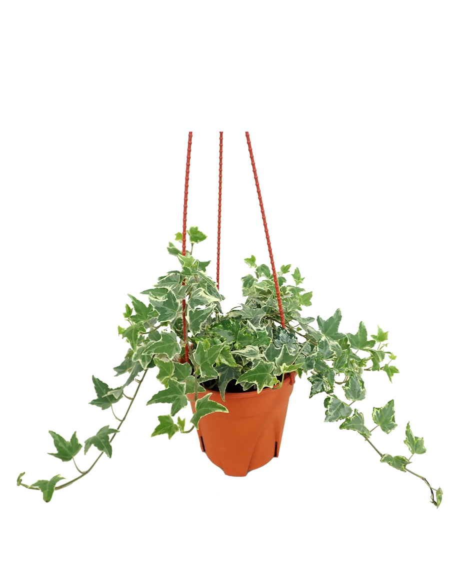 Hedera English Ivy Hanging Plant